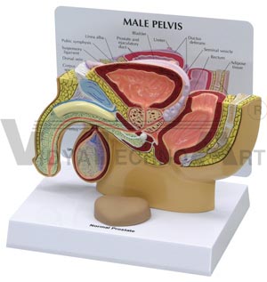 Male Pelvis with Prostate